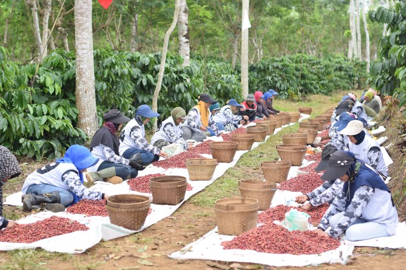 PTPN I Komitmen Bangun Ijen Lewat Sinergi Masyarakat